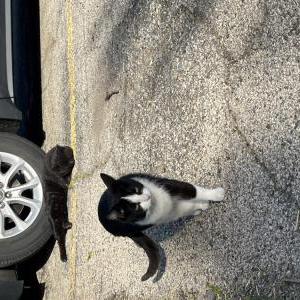 Image of Pen-Pen, Found Cat