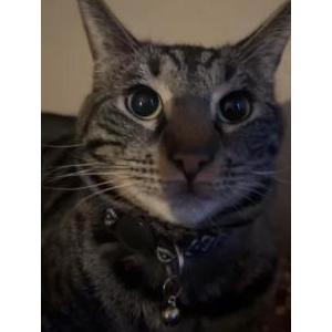 Image of Tiger, Lost Cat