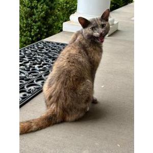Found Cat Unknown