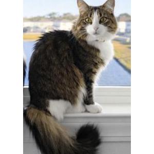 Image of Spice, Lost Cat