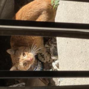 Image of Unknown, Found Cat