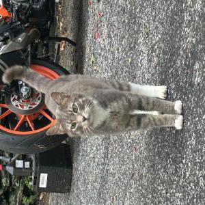 Image of Unknown, Found Cat