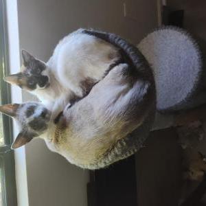 Image of Big boy, Lost Cat