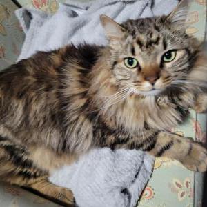 Image of Montgomery, Lost Cat