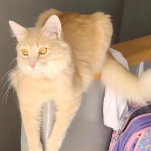 Image of Toast, Lost Cat