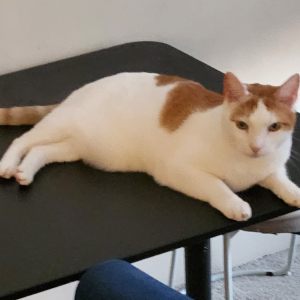 Image of Sammy, Lost Cat