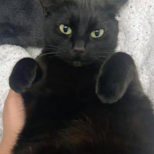 Image of Panther, Lost Cat