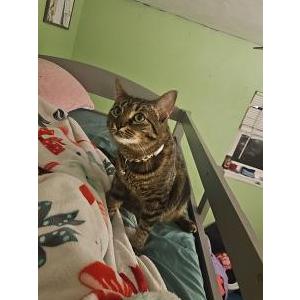 Image of Kiri, Lost Cat