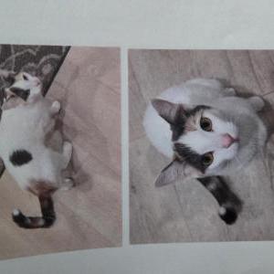 Image of CALI, Lost Cat