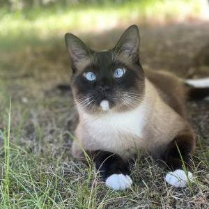 Image of Strider, Lost Cat