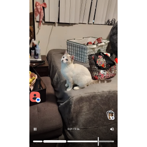 Image of Marshmellow, Lost Cat