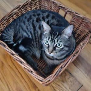 Image of Millie, Lost Cat