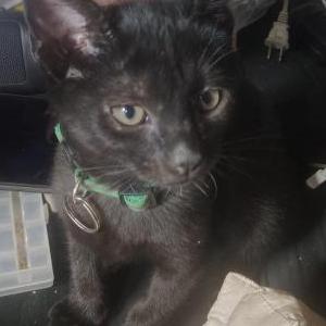 Image of Angus, Lost Cat