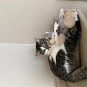 Image of Lily, Lost Cat