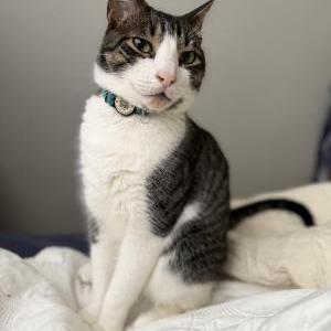 Lost Cat Chichilinis