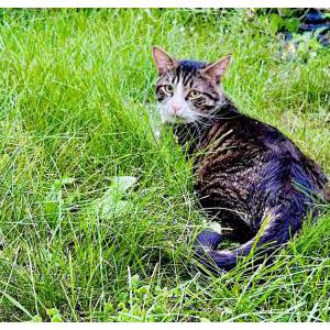 Image of Zeus, Lost Cat