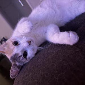 Image of Sansa, Lost Cat