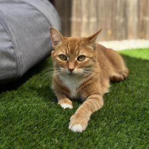 Image of Milo, Lost Cat