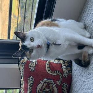 Lost Cat Tabs