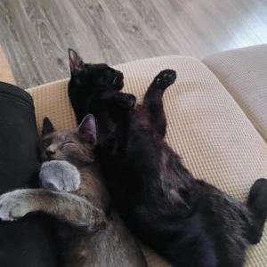 Image of Moona, Lost Cat