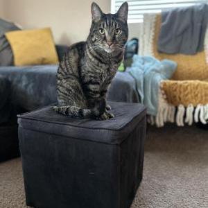Image of Paynter, Lost Cat