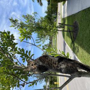 Lost Cat Malibu