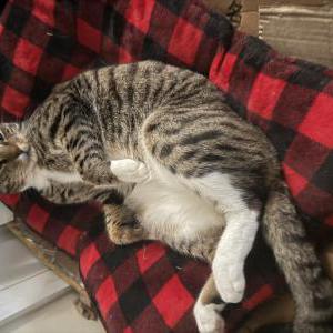 Lost Cat Toma