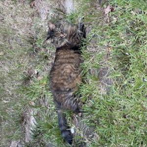 Image of Mika, Lost Cat