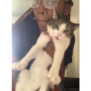 Image of Angel, Lost Cat