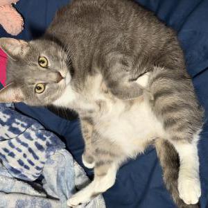 Image of Dusty (Kiko/Gordo), Lost Cat