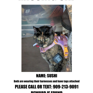 Image of Unkown, Lost Cat