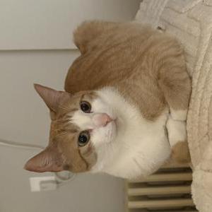 Image of Papaya, Lost Cat