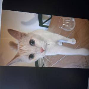 Image of Nugger, Lost Cat
