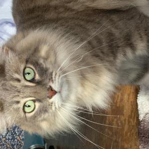 Image of Oscar, Lost Cat