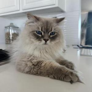 Image of Beauregard, Lost Cat