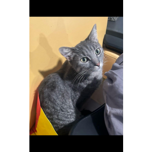 Image of Tom, Lost Cat
