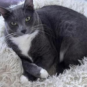 Lost Cat Birdie