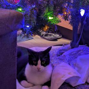 Image of Momo, Lost Cat