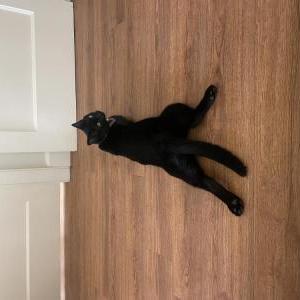Lost 2 Lady (California)