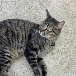 Lost 2 Biscuits (California)