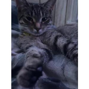 Image of Muffin, Lost Cat