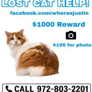 Image of Justin, Lost Cat