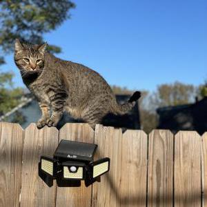 Image of Hops, Lost Cat