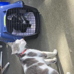 Image of Max, Lost Cat