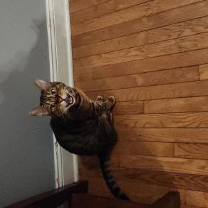 Lost 2 Leo (Minnesota)