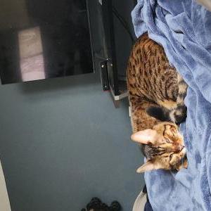 2nd Image of Leo, Lost Cat