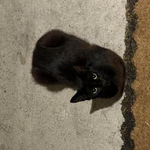 Image of Shadow, Lost Cat