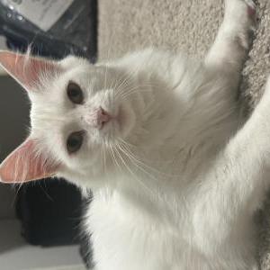 Image of Onion, Lost Cat