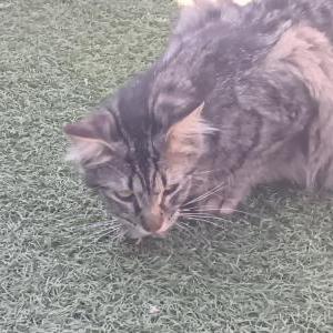 Image of Daisy, Lost Cat
