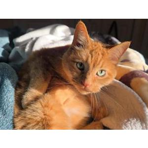 Image of Luna, Lost Cat